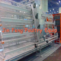 Chicken Breeding Equipment in Poultry House with Low Price